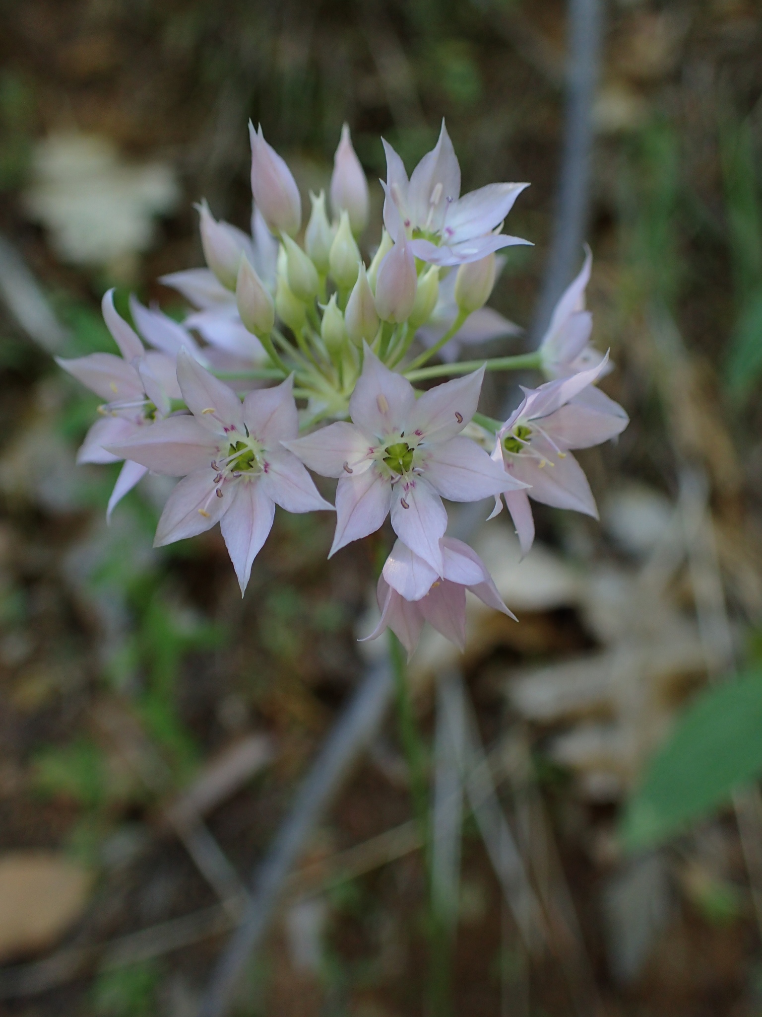 Allium membranaceum