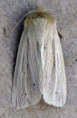 Mythimna oxygala