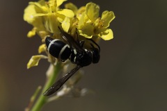 Pachodynerus californicus