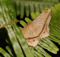 Chiasmia lacriphaga