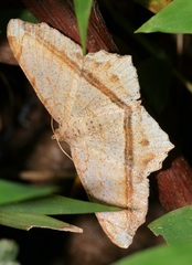 Chiasmia lacriphaga