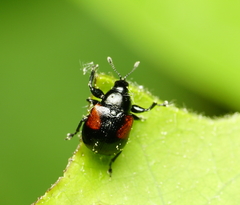 Synolabus bipustulatus