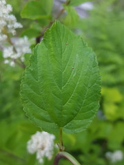 Ceanothus sanguineus