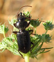Ditomus tricuspidatus