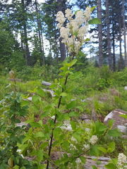 Ceanothus sanguineus