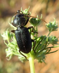 Ditomus tricuspidatus