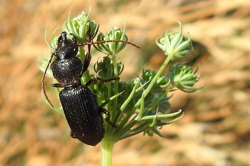 Ditomus tricuspidatus