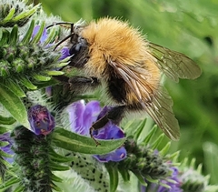 Bombus hypnorum