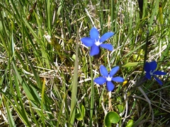 Gentiana bavarica bavarica