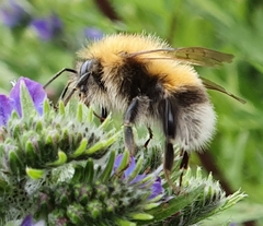 Bombus hypnorum