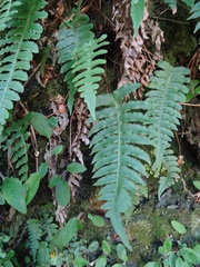 Cranfillia vulcanica