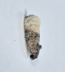 Ecdytolopha mana