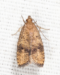 Psilocorsis cryptolechiella