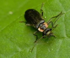 Podabrus brevicollis