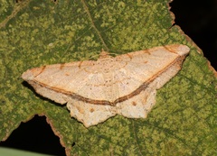 Chiasmia lacriphaga