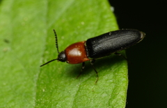 Ampedus collaris