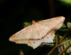 Chiasmia lacriphaga
