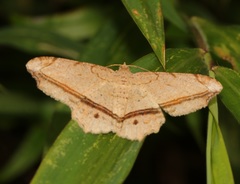 Chiasmia lacriphaga