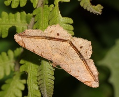 Chiasmia lacriphaga