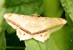 Chiasmia lacriphaga