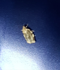 Choristoneura fractivittana