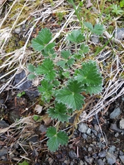Potentilla × villosula