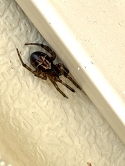 Steatoda nobilis