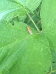 Psila fimetaria