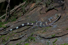 Hemidactylus prashadi