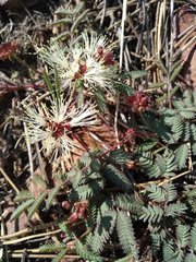 Calliandra humilis