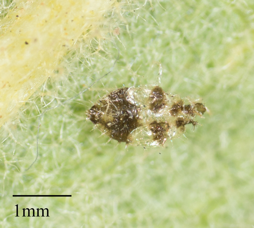 Western Sycamore Lace Bug photo 4