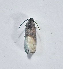 Ecdytolopha mana