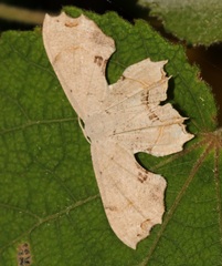 Dysaethria flavistriga