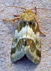 Schinia lynx