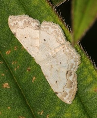 Scopula propinquaria