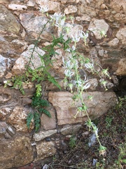 Michauxia campanuloides