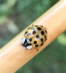 Harmonia axyridis