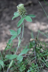 Trifolium caucasicum