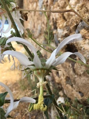 Michauxia campanuloides