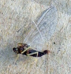 Ephemerelloidea