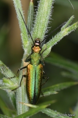 Chrysanthia reitteri