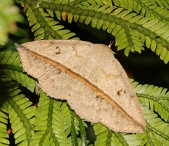 Ugia insuspecta