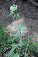 Trifolium caucasicum