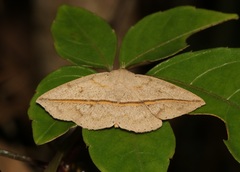 Ugia insuspecta