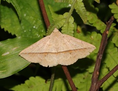 Ugia insuspecta
