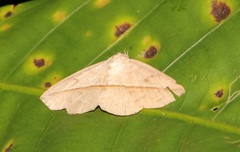 Ugia insuspecta
