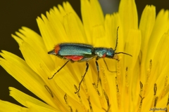 Malachius lusitanicus