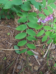 Lathyrus polyphyllus