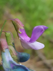 Lathyrus polyphyllus