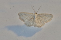 Scopula quadrilineata